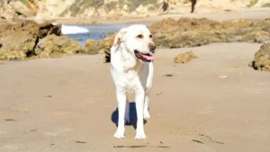 7 Dog Breeds That Thrive In Coastal Homes
