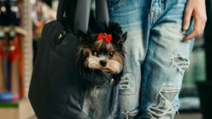 7 Dog Breeds That Fit In Tote Bags Perfectly