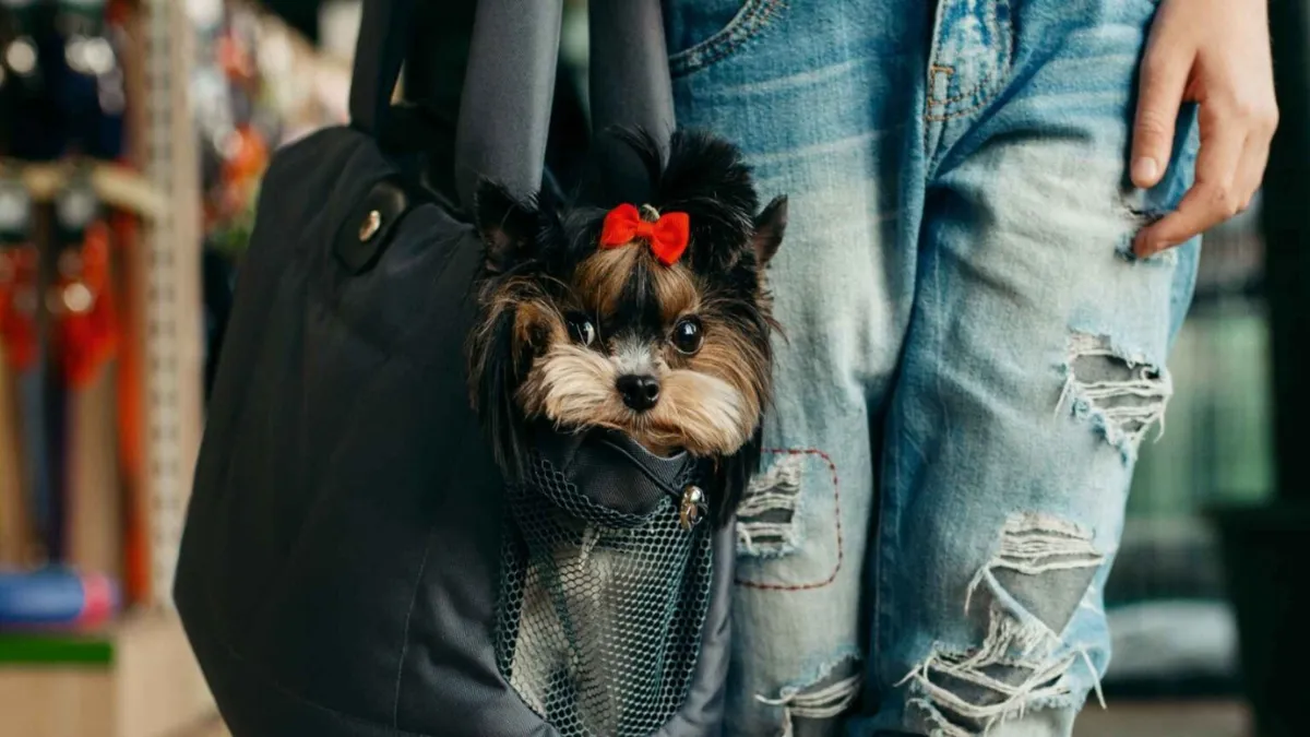 7 Dog Breeds That Fit In Tote Bags Perfectly