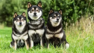 7 Stubborn But Intelligent Dog Breeds