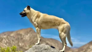 7 Lesser-known Guard Dog Breeds